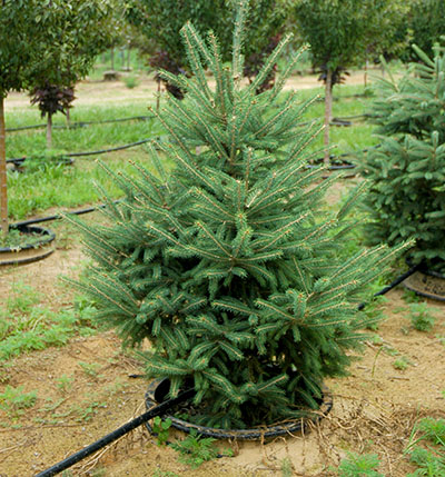 Growing christmas deals trees in pots